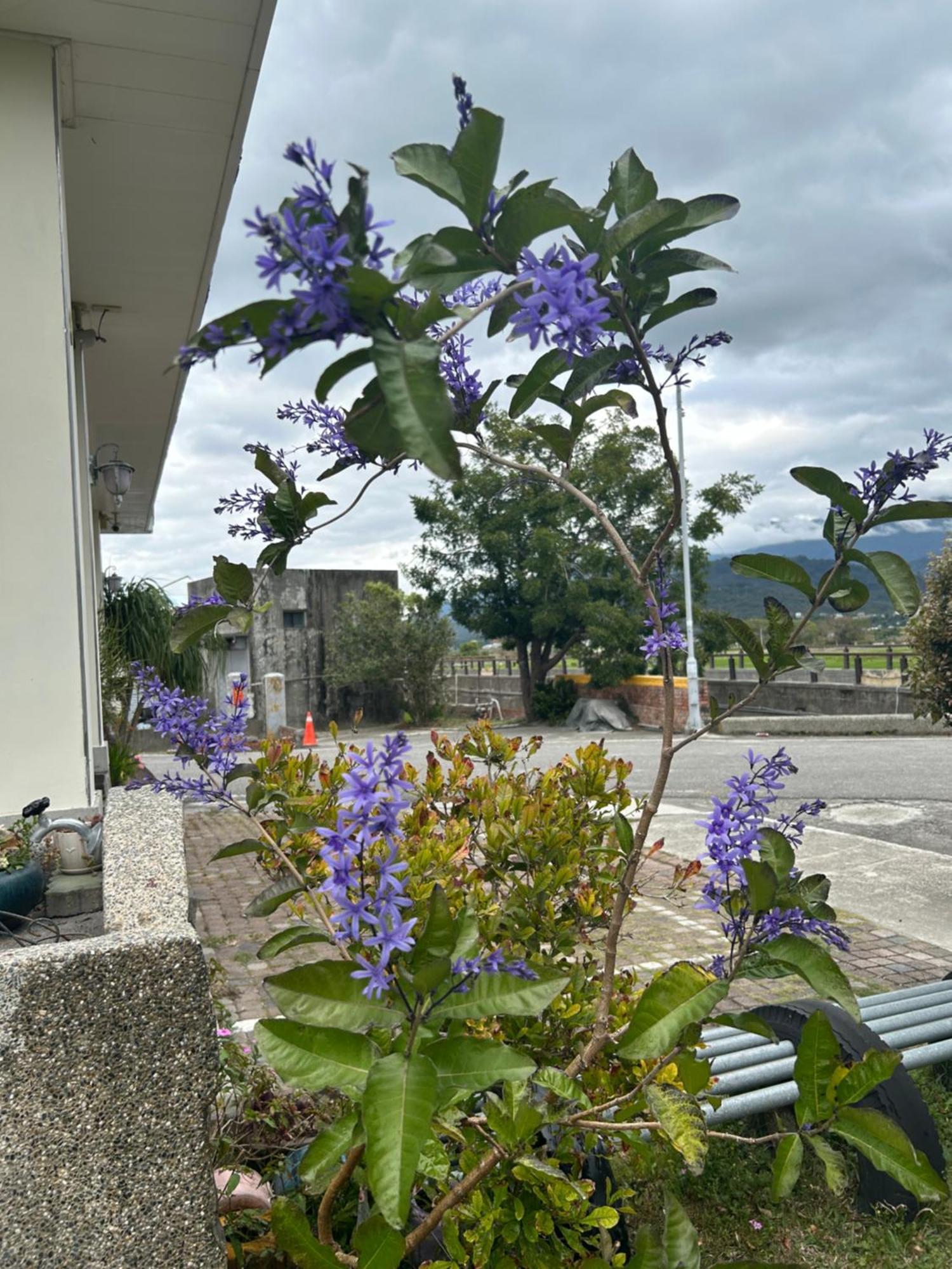 Xian Qing Yu Zhi Homestay Csisang Kültér fotó
